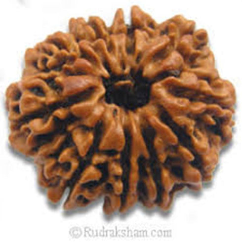 Dash Mukhi Rudrakshaa